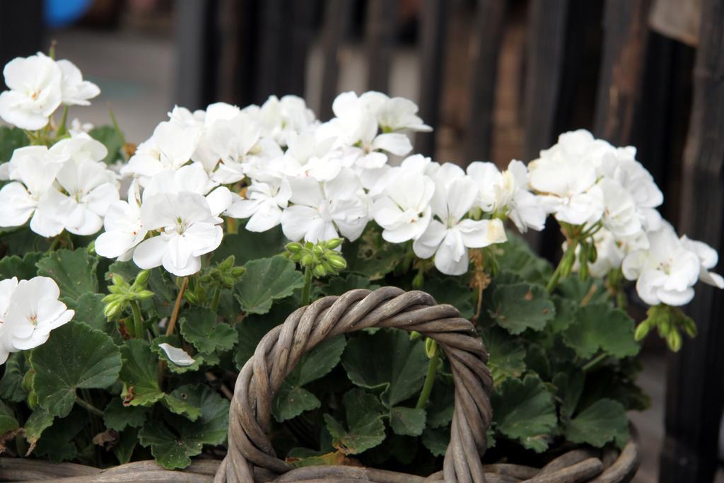 Hotel Buxus Gasselte Zewnętrze zdjęcie